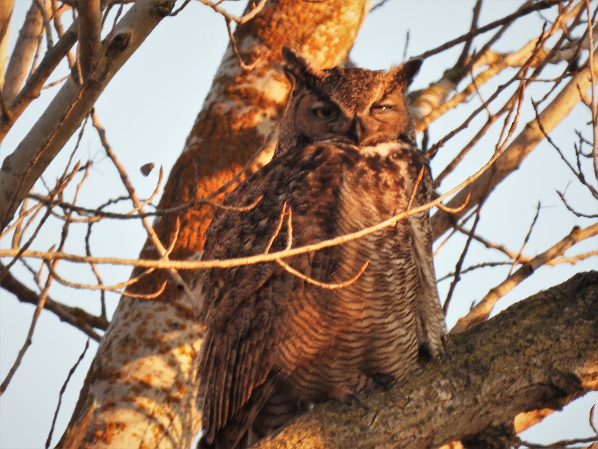 Great Horned Owl - ML414168521