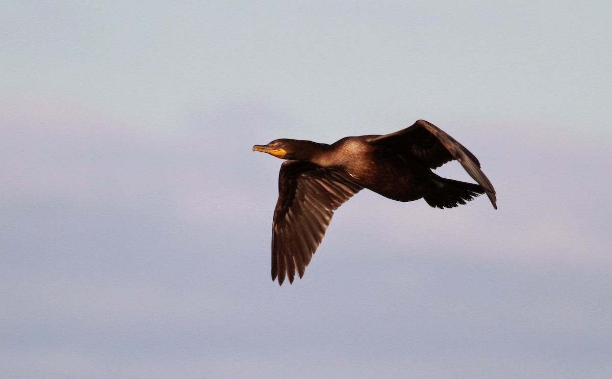 Double-crested Cormorant - Jay McGowan