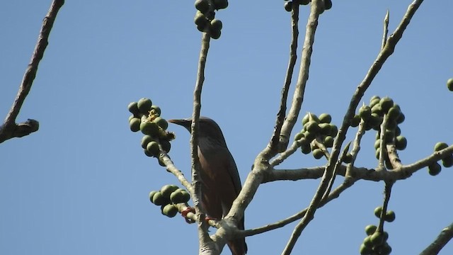 Chestnut-tailed Starling - ML414170761