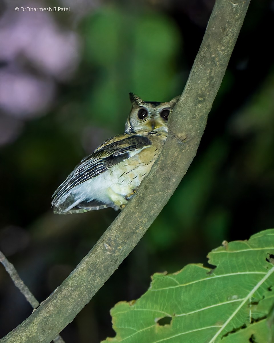 Indian Scops-Owl - drdharmesh patel