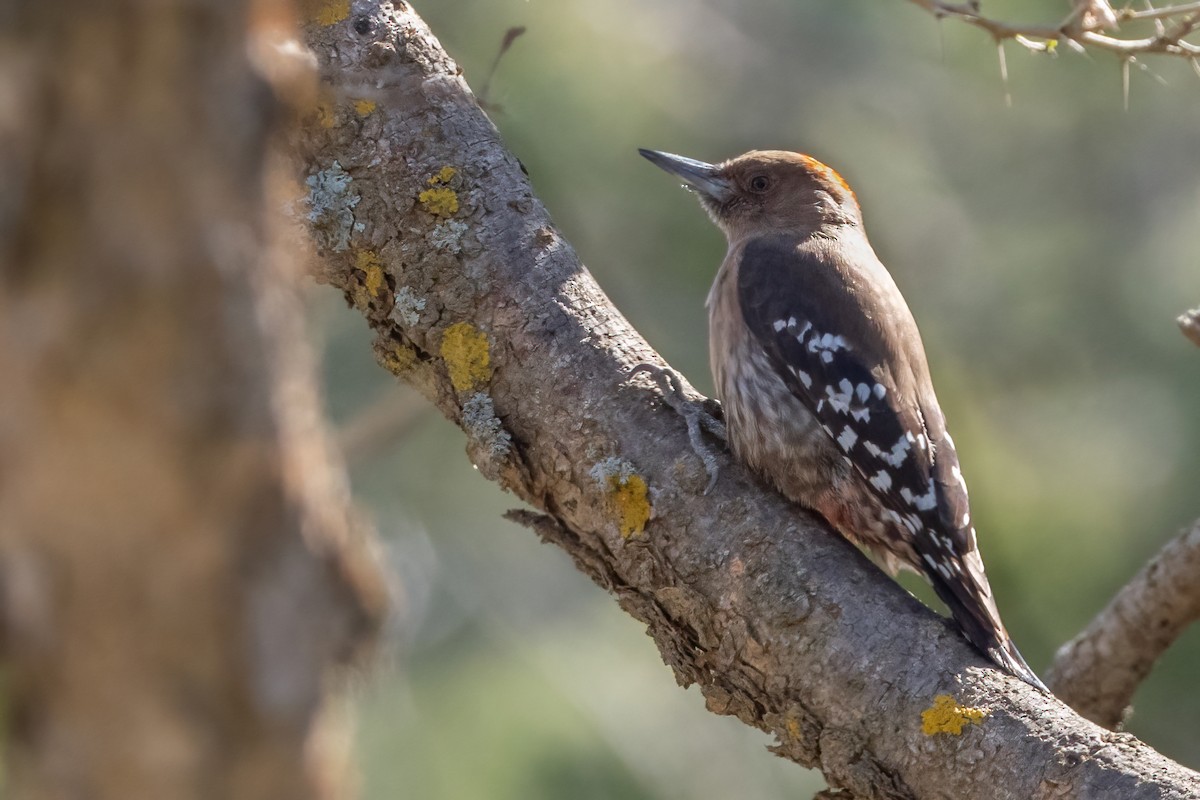 Arabian Woodpecker - ML414176131