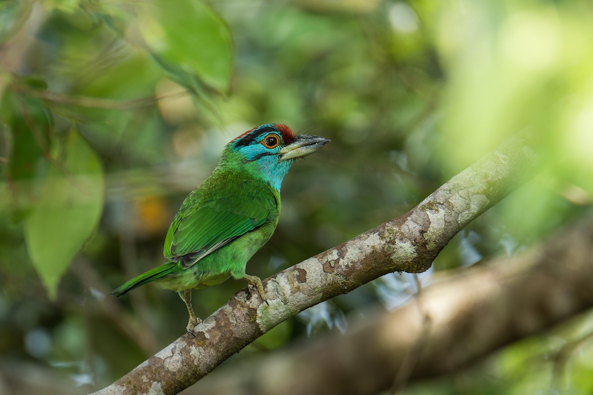 Blue-throated Barbet (Blue-crowned) - ML414177631