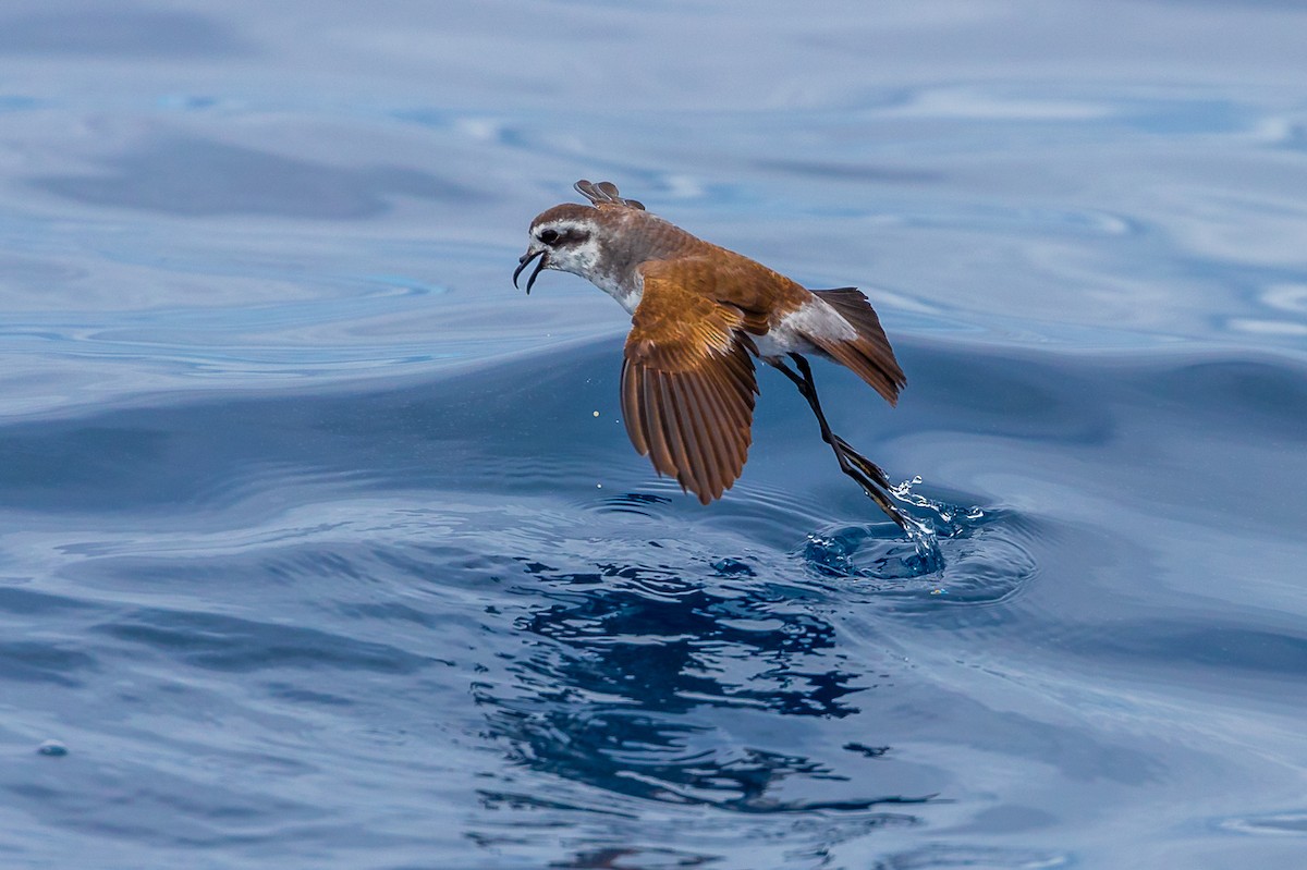 White-faced Storm-Petrel - ML414179071