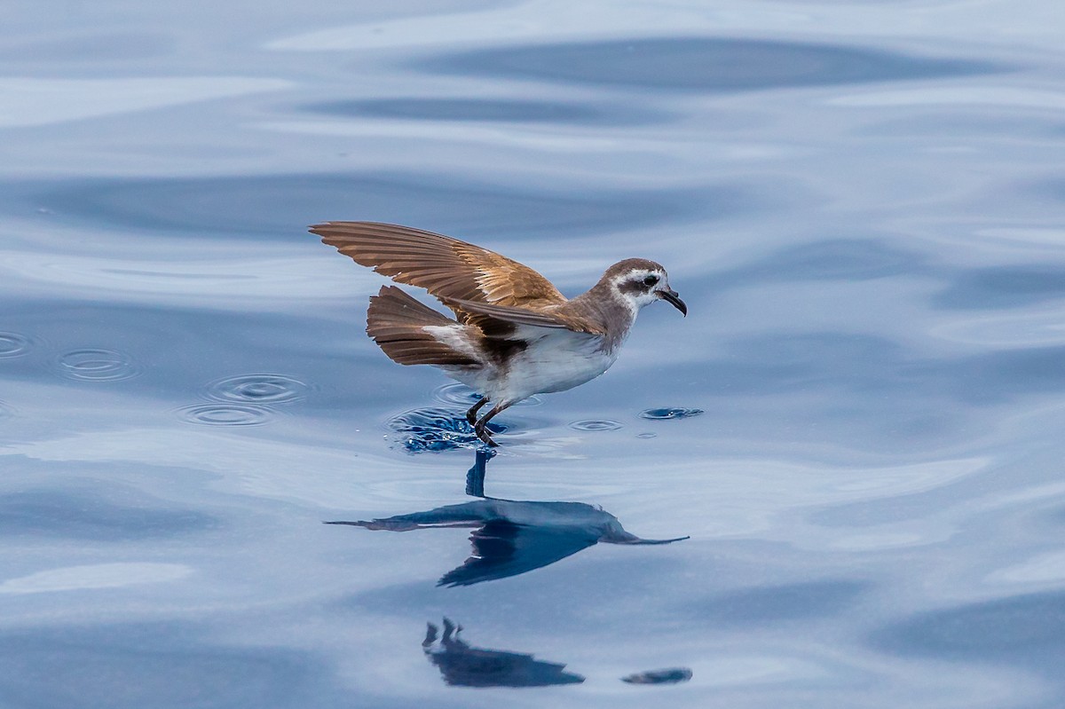 White-faced Storm-Petrel - ML414179091