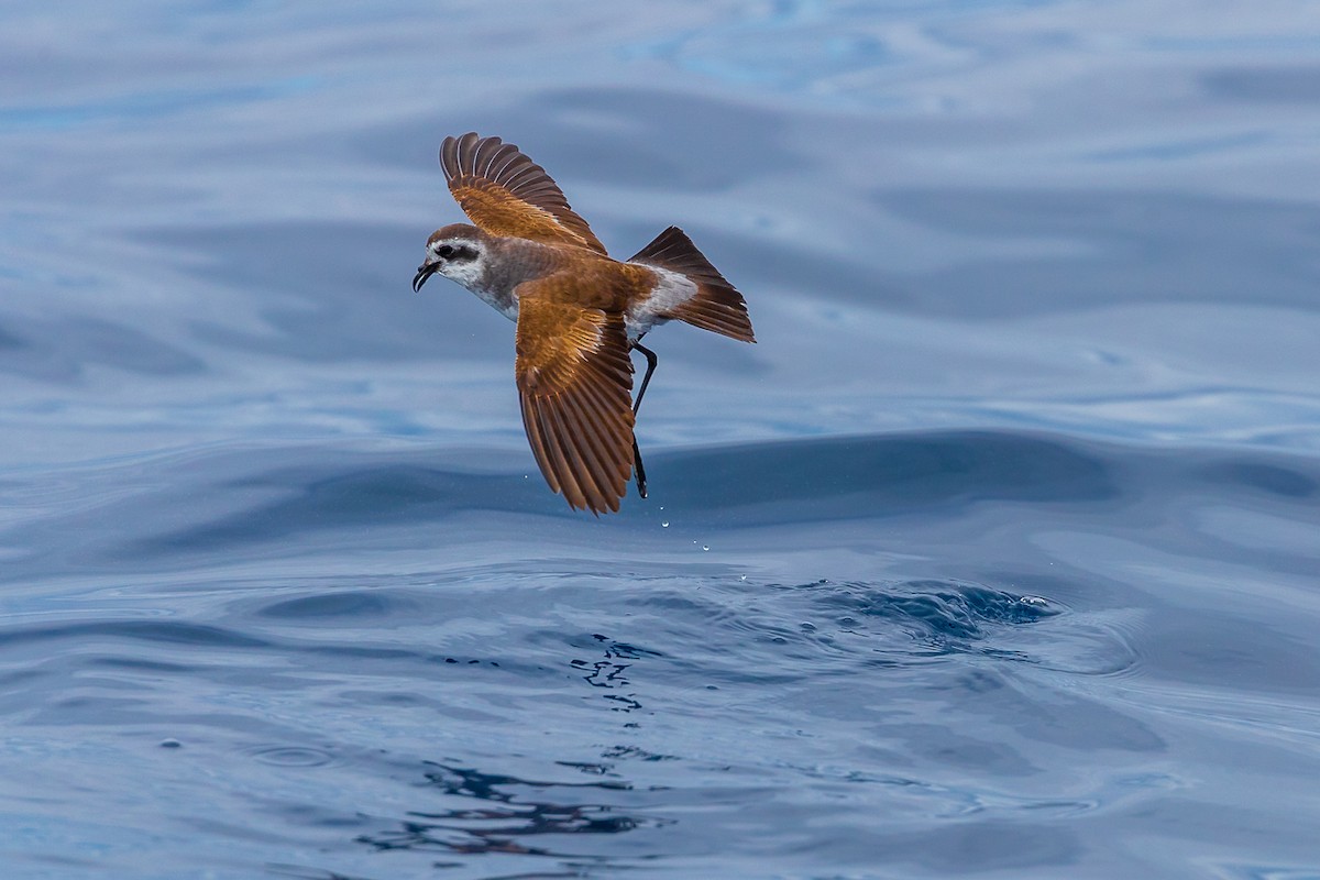 White-faced Storm-Petrel - ML414179101