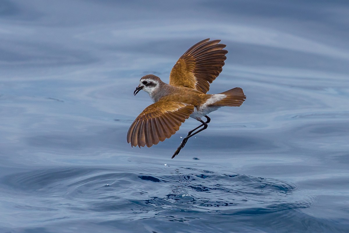 White-faced Storm-Petrel - ML414179111