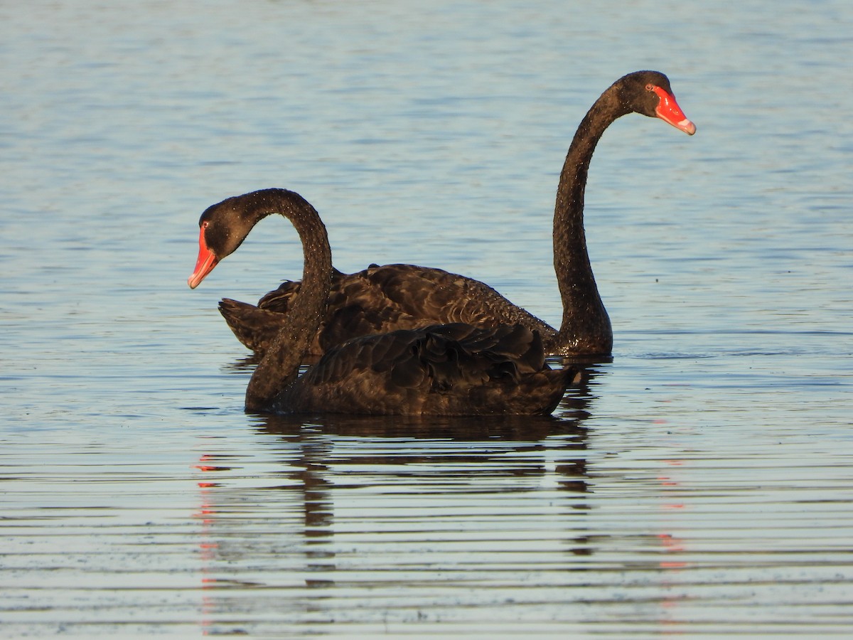 Black Swan - ML414181641