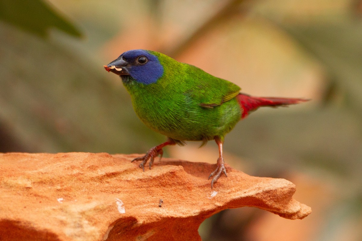 Blue-faced Parrotfinch - ML414184671