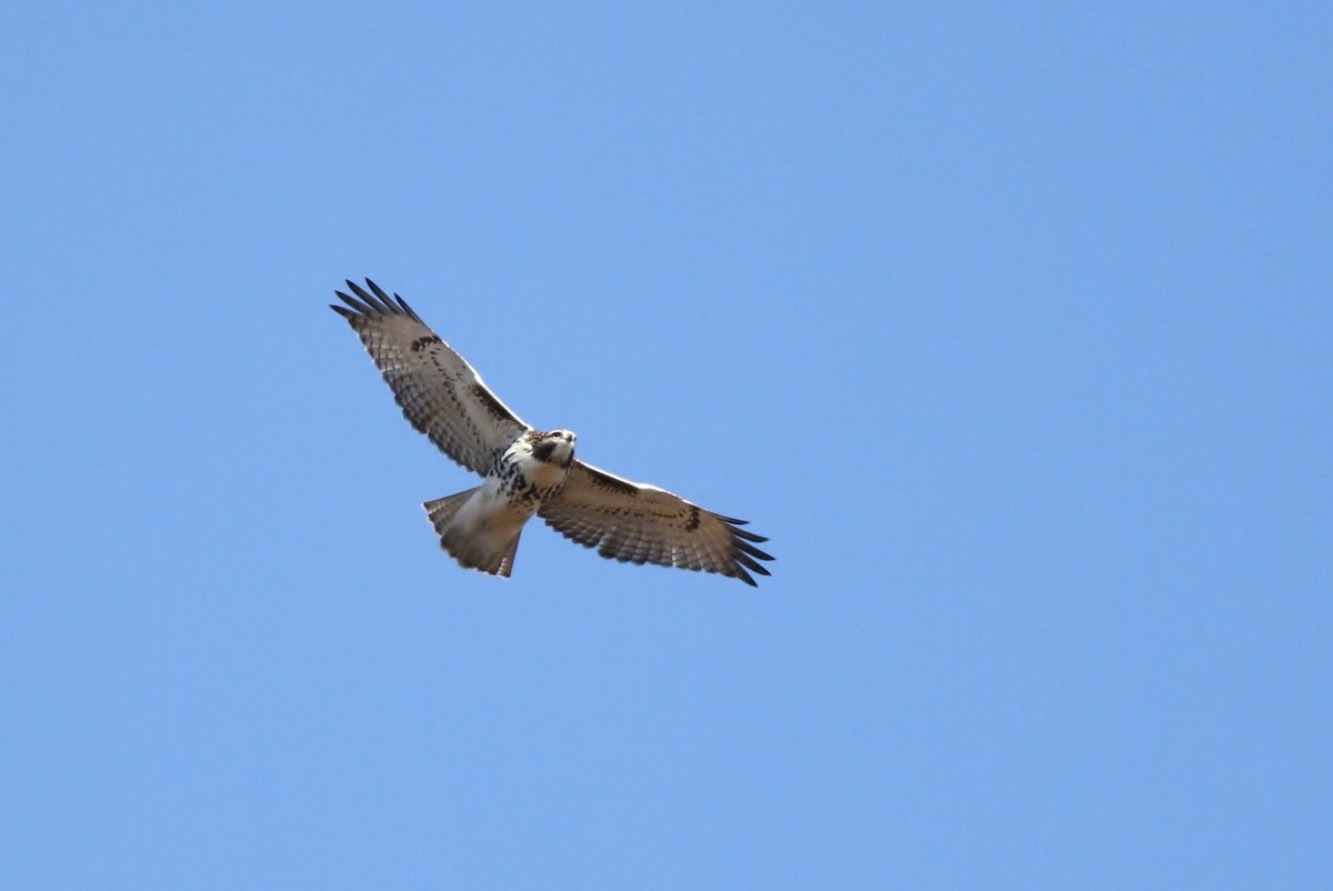 Red-tailed Hawk - ML41418891