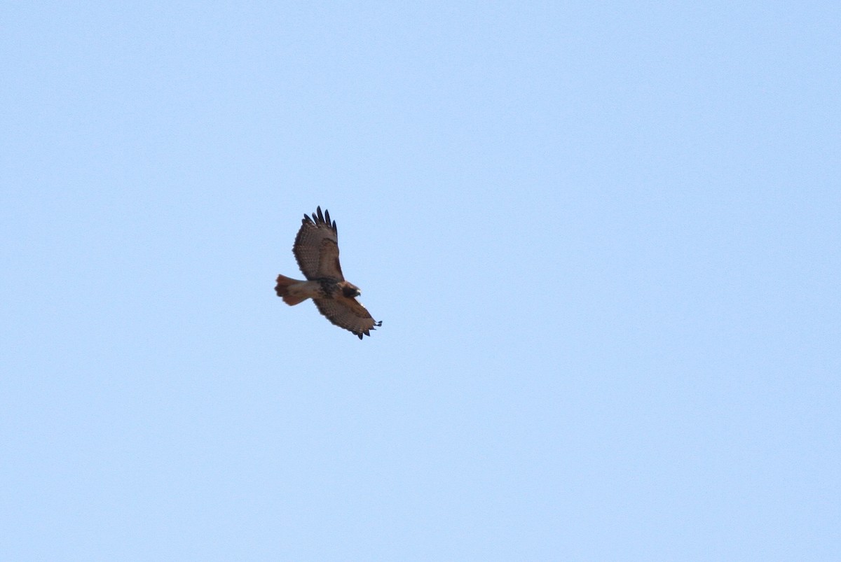 Red-tailed Hawk (abieticola) - ML41418911