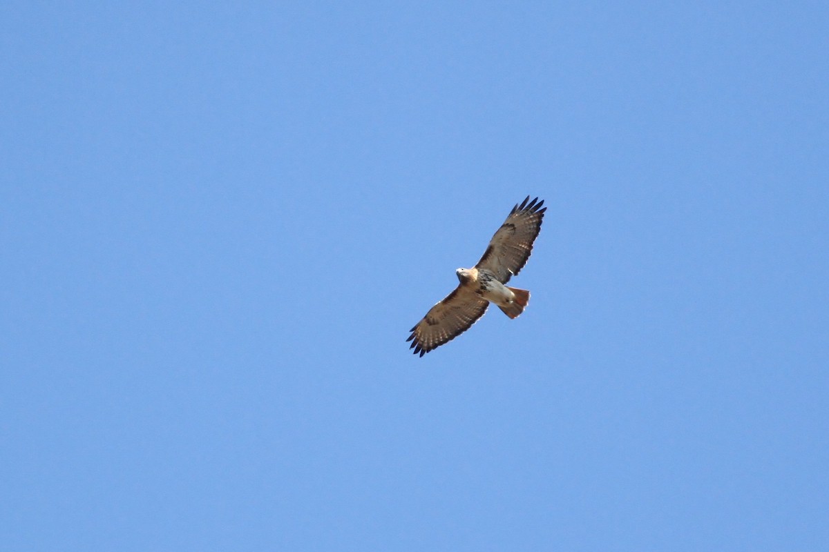Red-tailed Hawk (abieticola) - ML41418921
