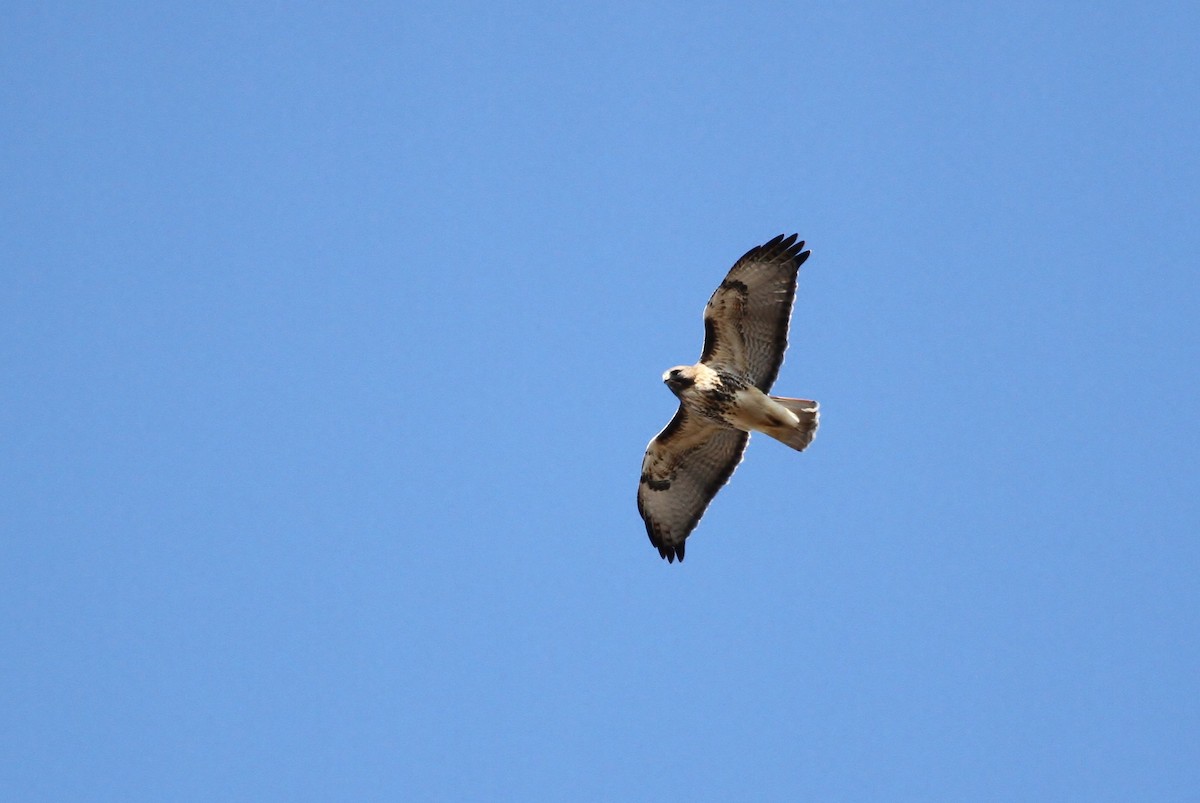 Red-tailed Hawk (abieticola) - ML41418931