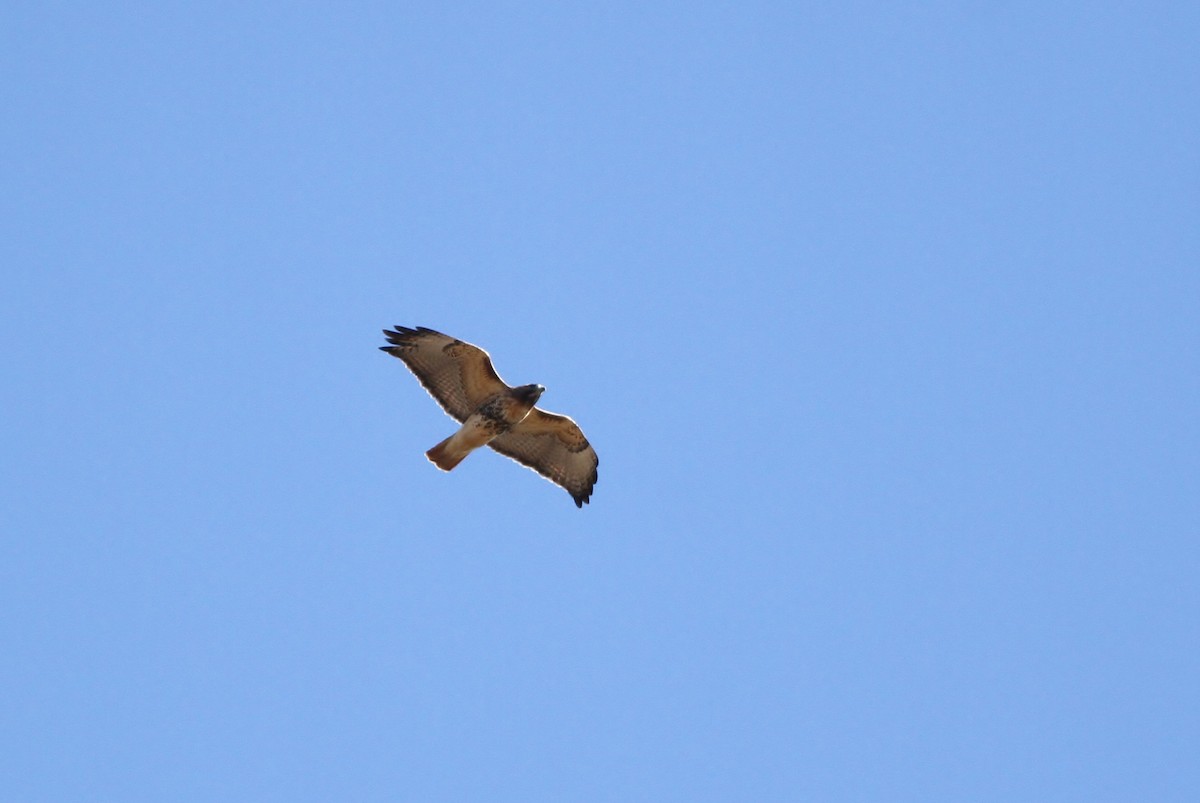 Red-tailed Hawk (abieticola) - ML41418951