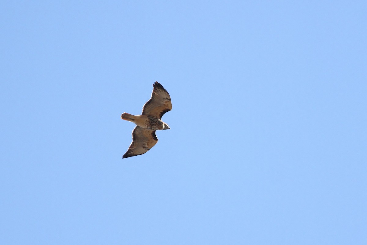 Red-tailed Hawk (abieticola) - ML41418961