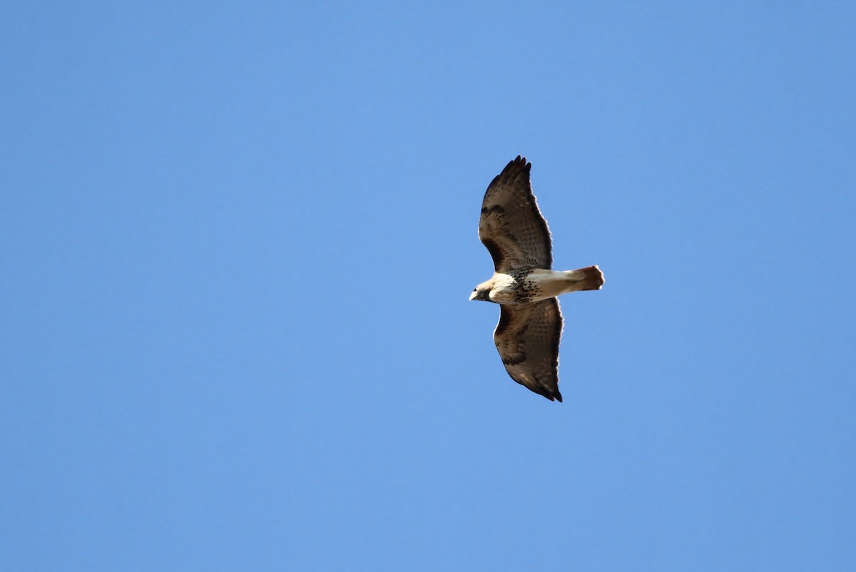 Red-tailed Hawk (abieticola) - ML41418971