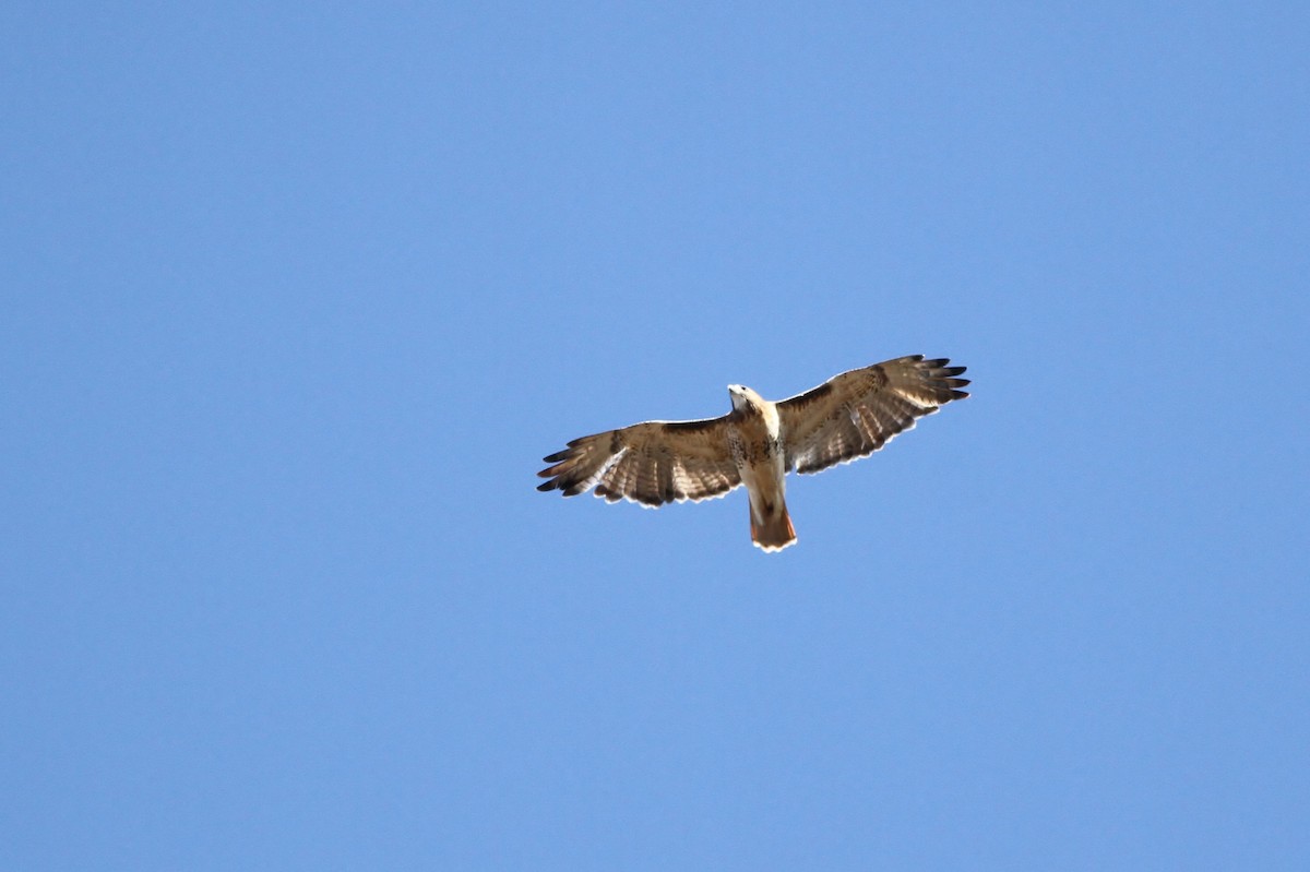 Red-tailed Hawk (abieticola) - ML41418981