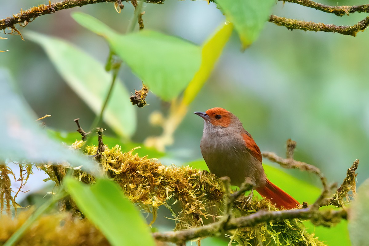 Red-faced Spinetail - ML414190961