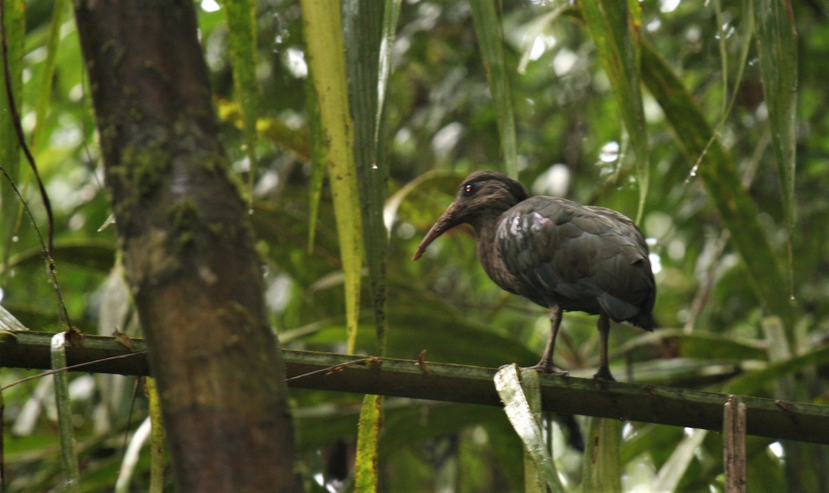 Sao Tome Ibis - Carlos Pacheco