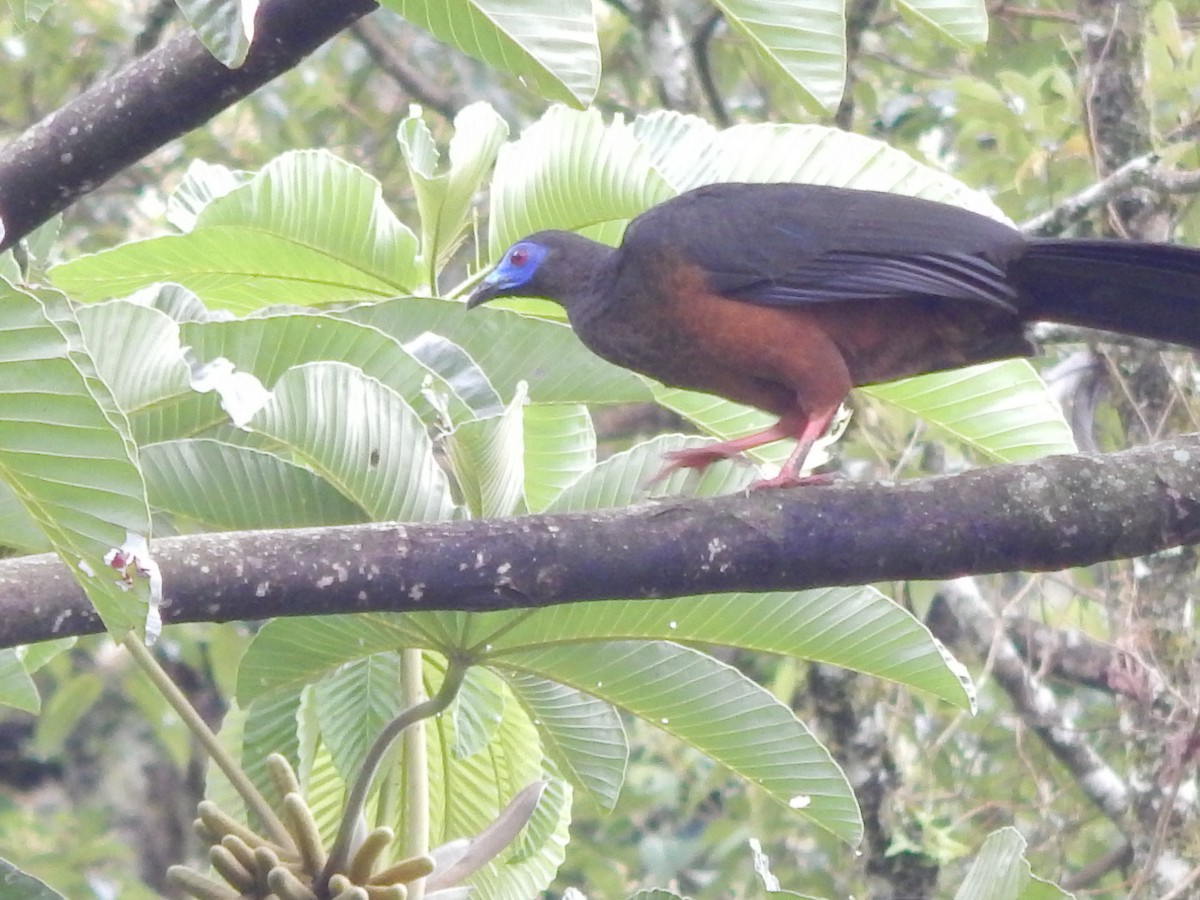 Sickle-winged Guan - ML41419231