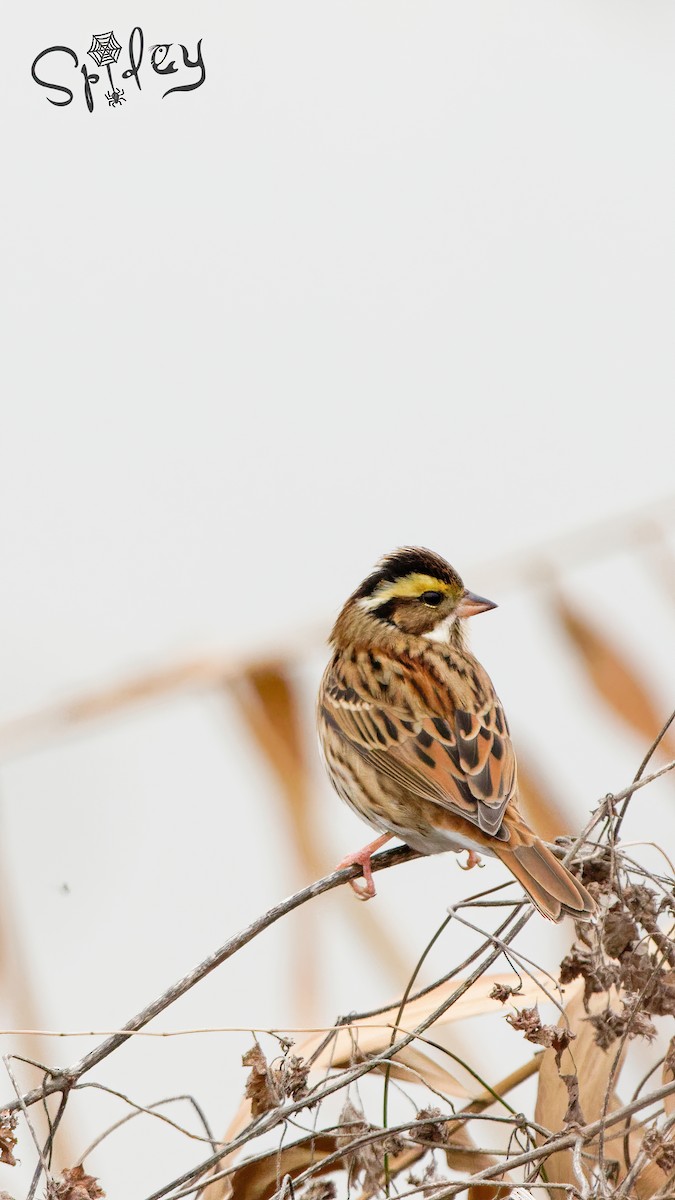 Yellow-browed Bunting - ML414196041