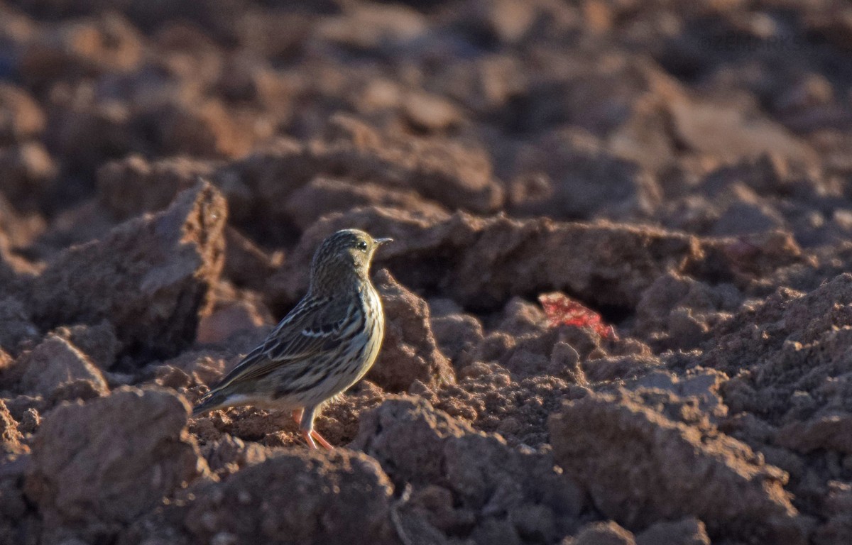 Meadow Pipit - ML414197871