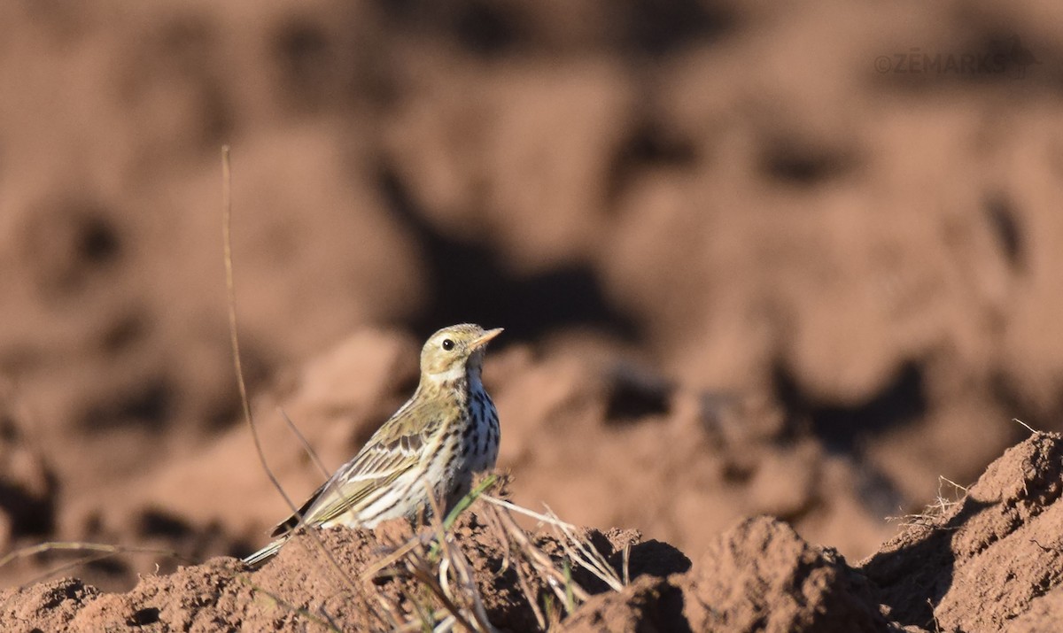 Meadow Pipit - ML414198081