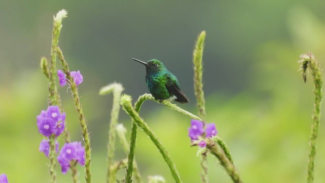 Blue-tailed Emerald - ML414198151