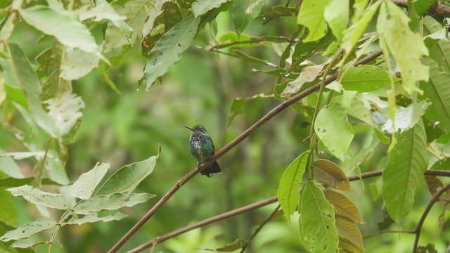 kolibřík modroocasý - ML414198191