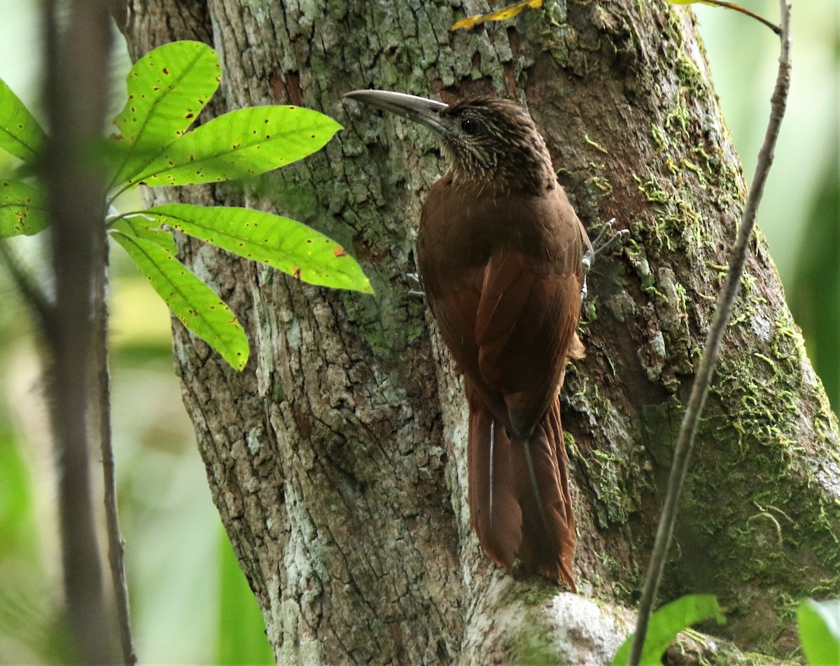 Strong-billed Woodcreeper (Central American) - Josue  de León Lux (Birding Guide) josuedeleonlux@gmail.com +502 3068 8988