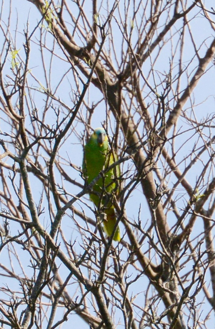 Turquoise-fronted Parrot - Neil Wingert