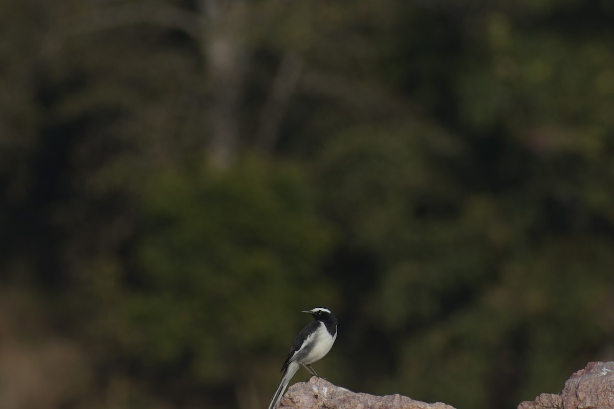 White-browed Wagtail - ML414212751