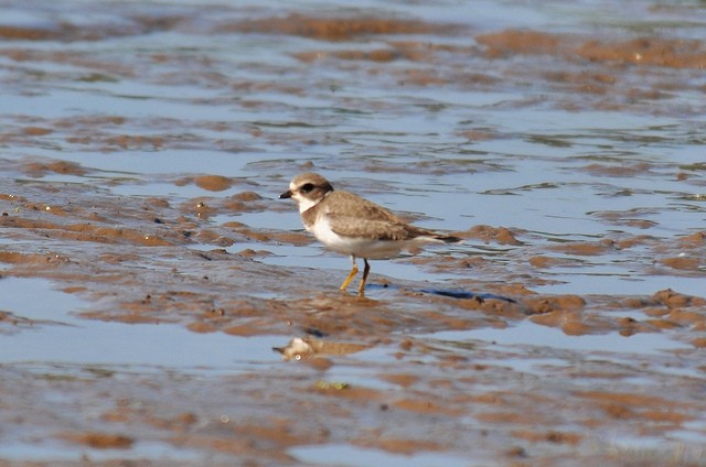 Semipalmated Plover - ML41421701