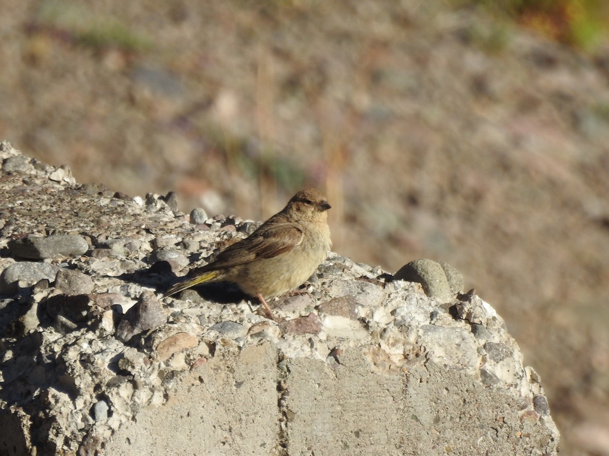 Greater Yellow-Finch - ML414217571