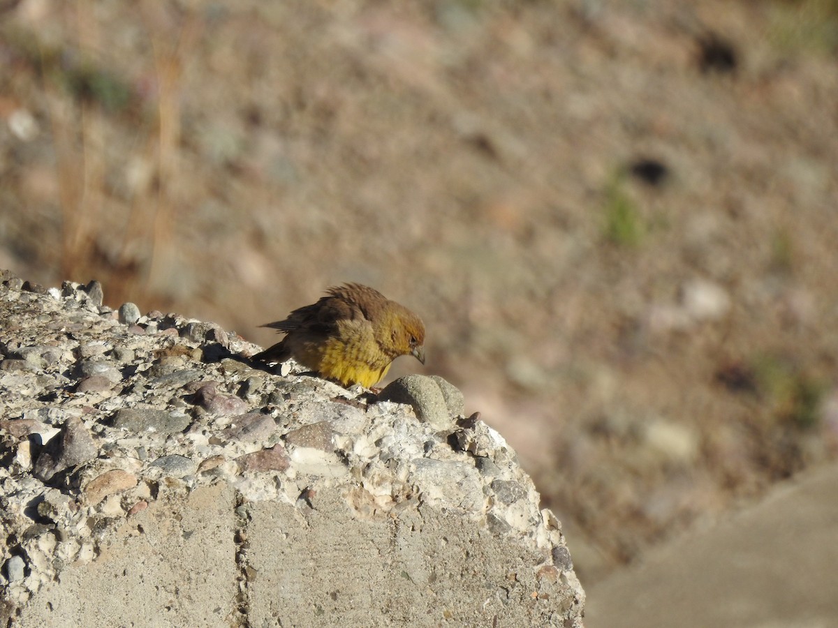 Greater Yellow-Finch - ML414217601