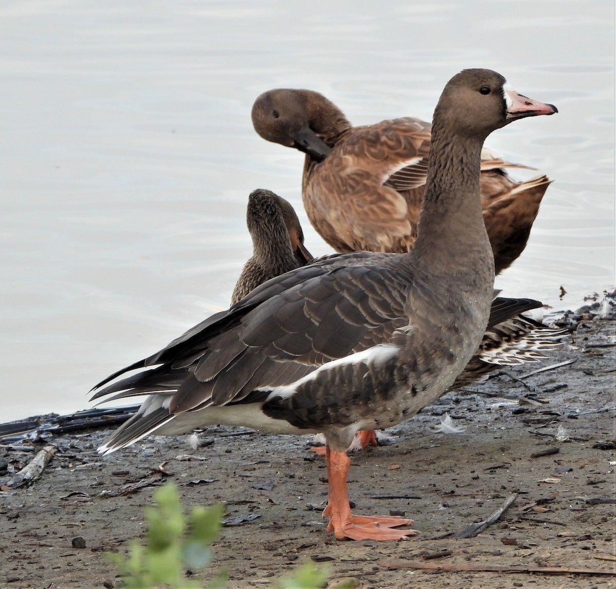 eBird Checklist - 17 Jan 2022 - Andree Clark Bird Refuge - 32 species