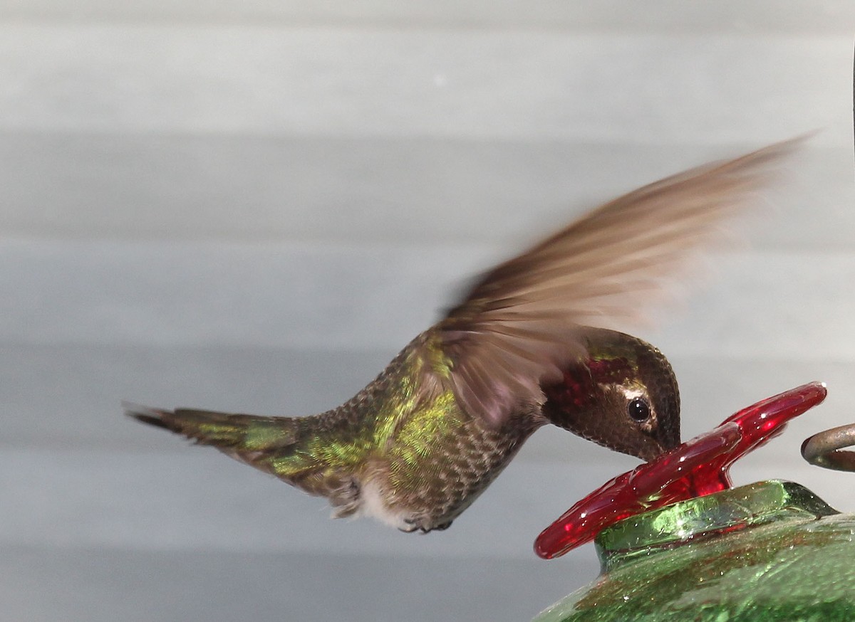 Anna's Hummingbird - Niel Bruce