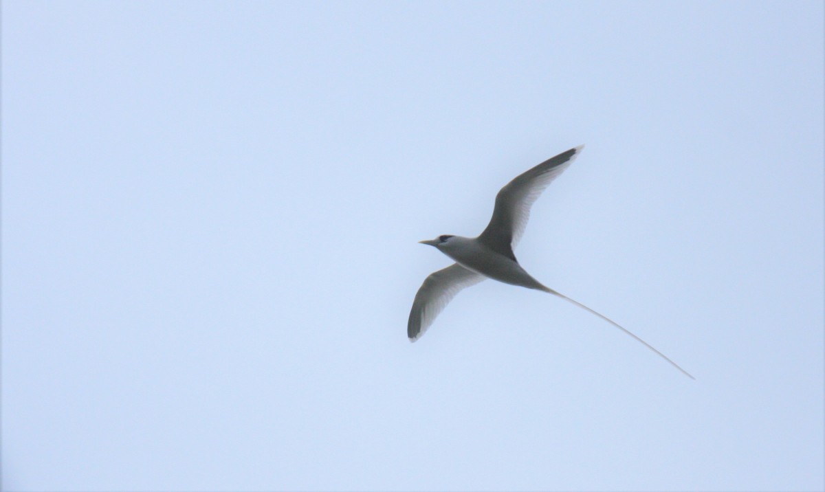 White-tailed Tropicbird - ML414232601