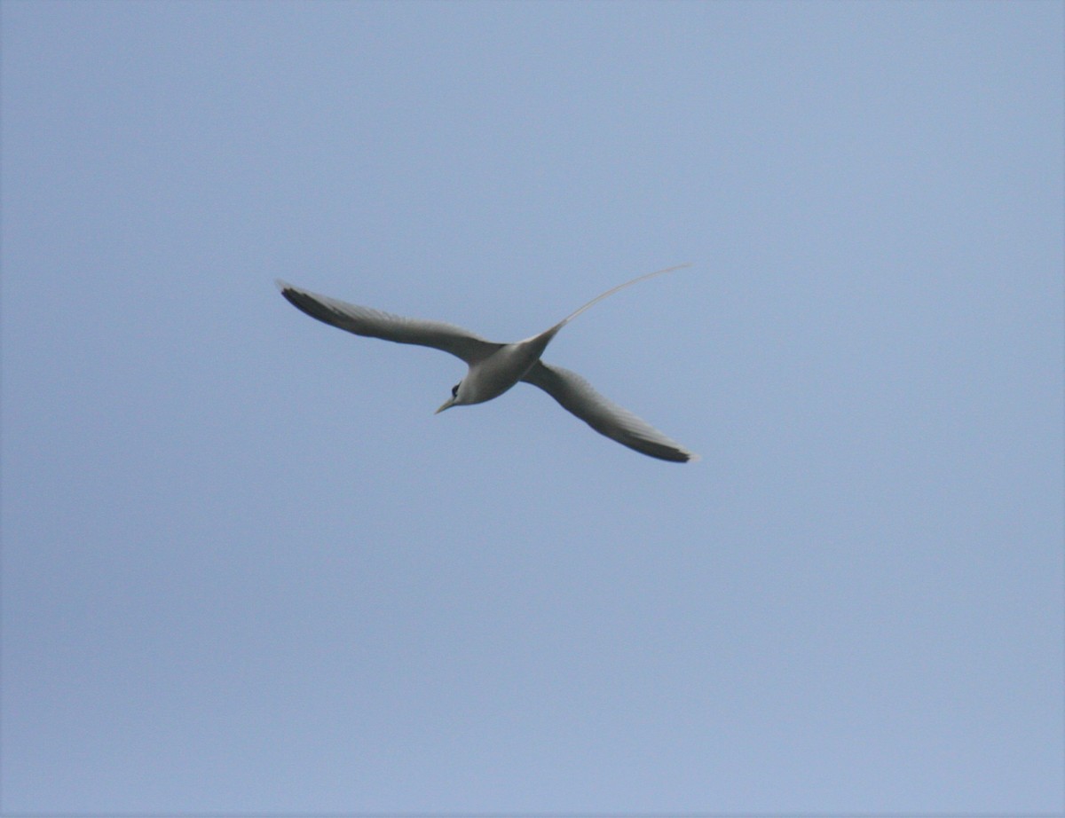 White-tailed Tropicbird - ML414232611