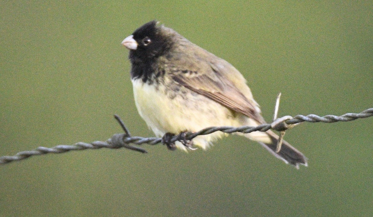Yellow-bellied Seedeater - Tom Huston