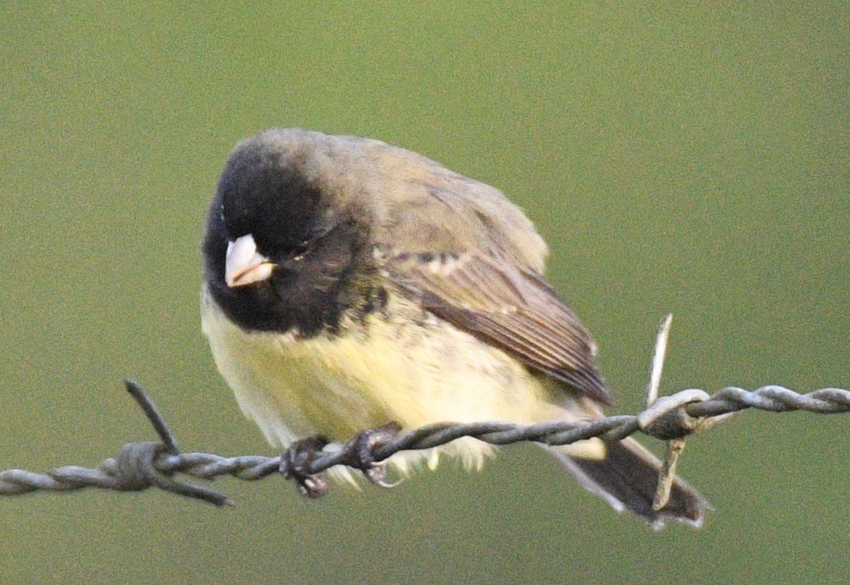 Yellow-bellied Seedeater - Tom Huston