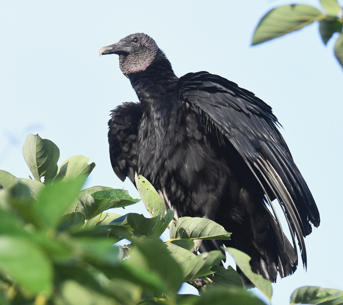Black Vulture - ML414239811