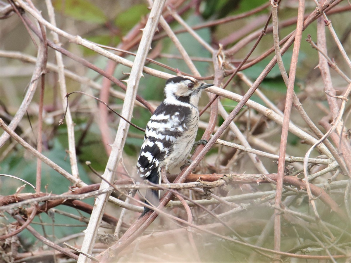 Lesser Spotted Woodpecker - Saskia Döhnert
