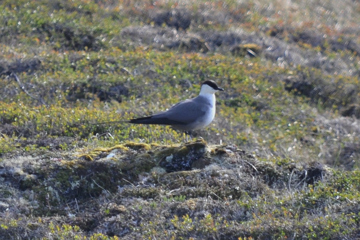 Long-tailed Jaeger - ML41424431