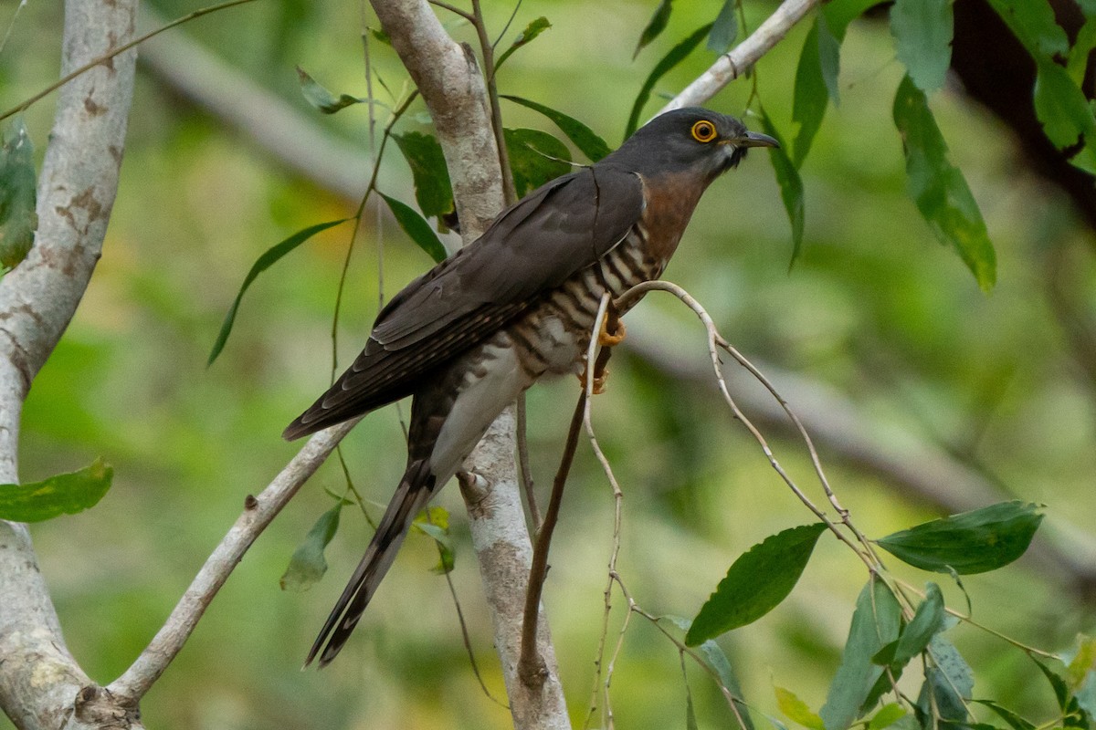 Large Hawk-Cuckoo - Songkran Thongon