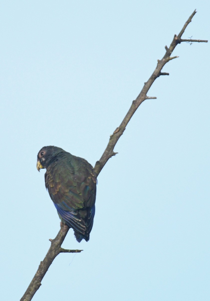 Bronze-winged Parrot - ML414246471