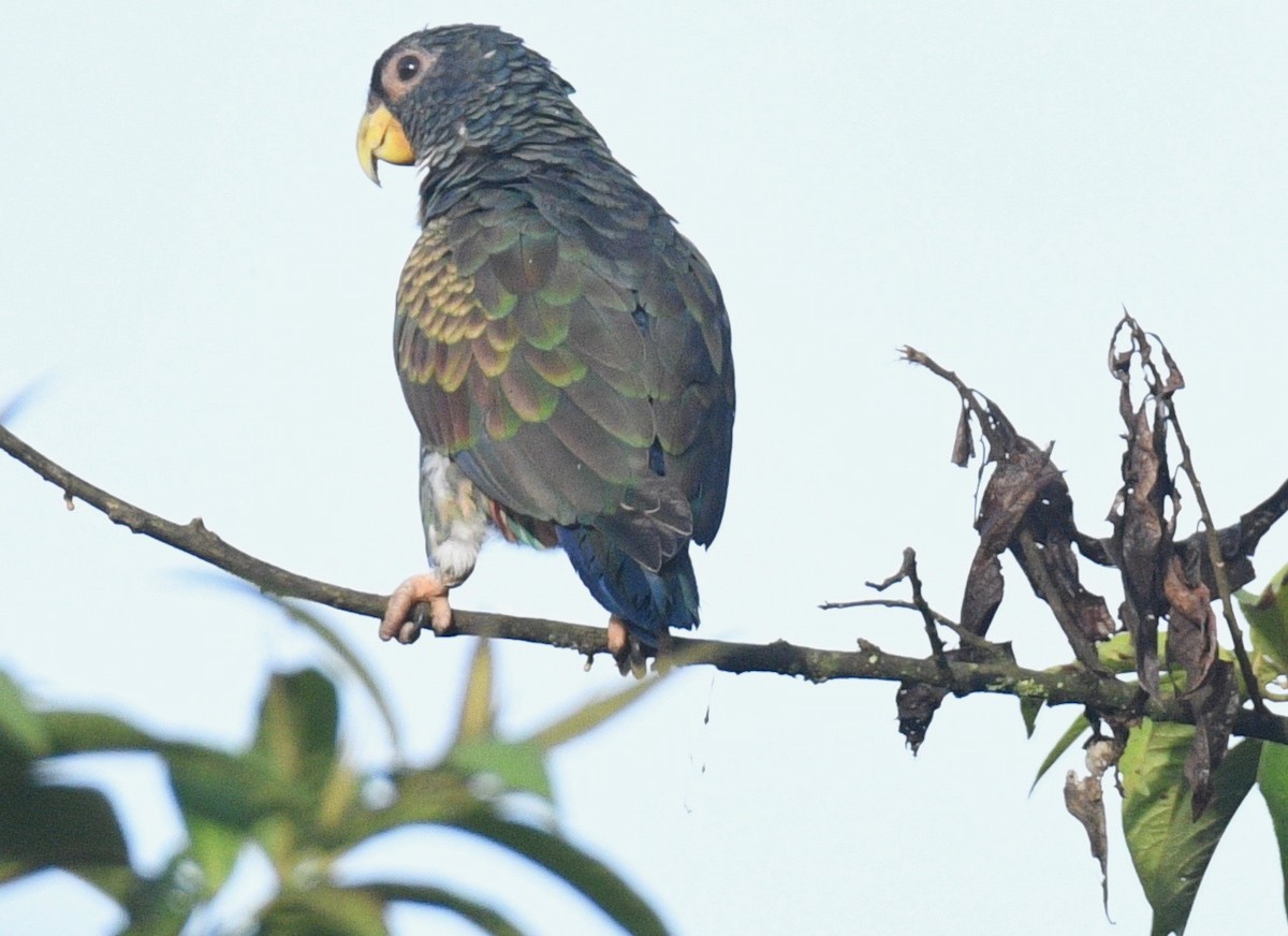 Bronze-winged Parrot - Tom Huston