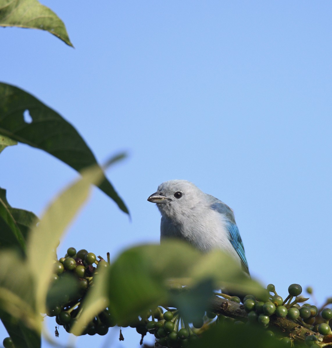 Blue-gray Tanager - ML414246631