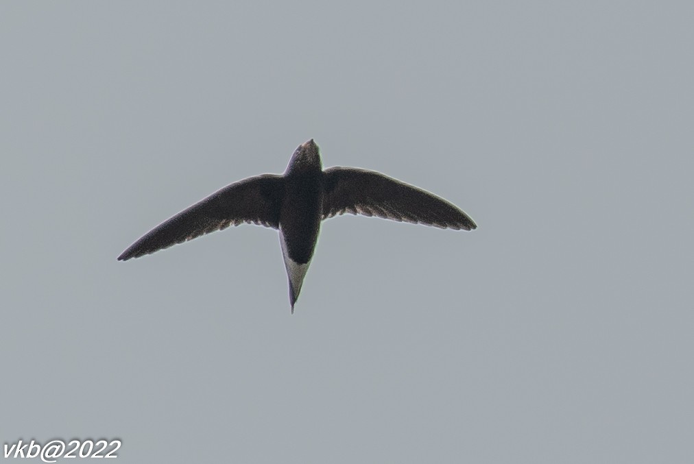 Brown-backed Needletail - ML414252221