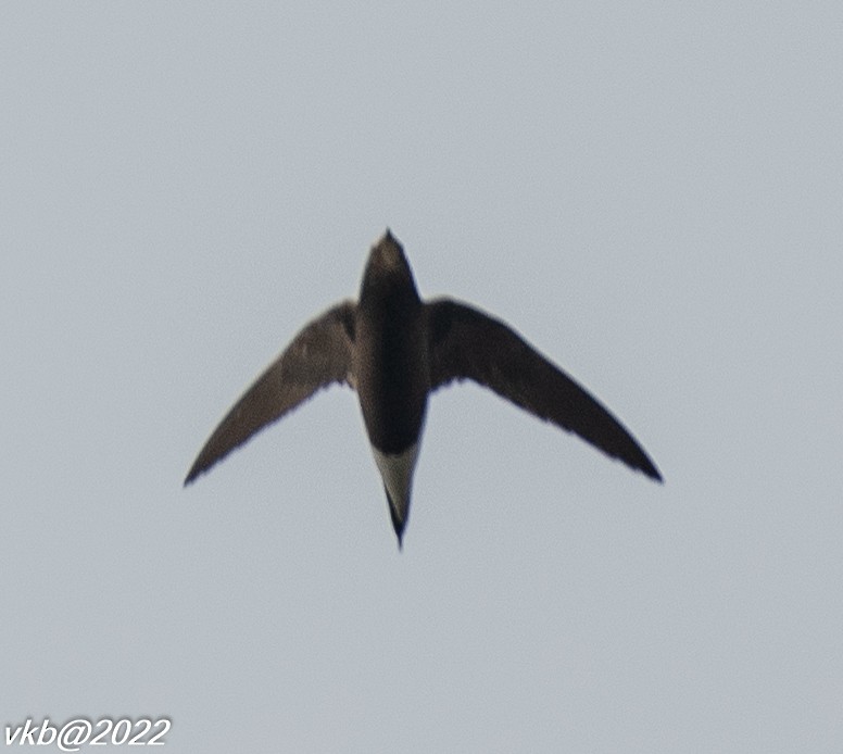 Brown-backed Needletail - ML414252231