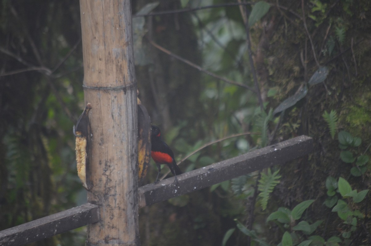 Scarlet-bellied Mountain Tanager - ML41425331